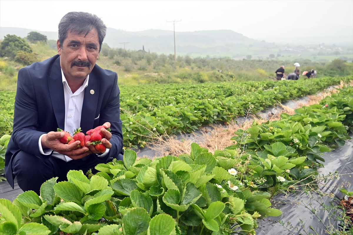 Köprübaşı çileğini genç çiftçiler yaygınlaştıracak
