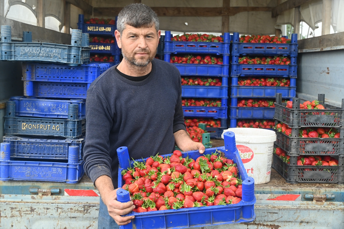 Köprübaşı çileğini genç çiftçiler yaygınlaştıracak