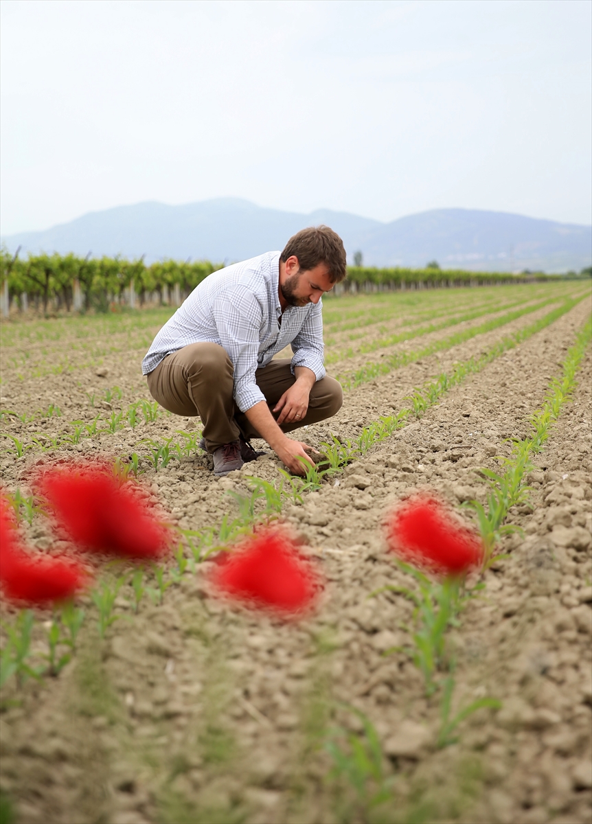 Manisa'da organik ürünler üreten genç çiftçi ihracatı hedefliyor