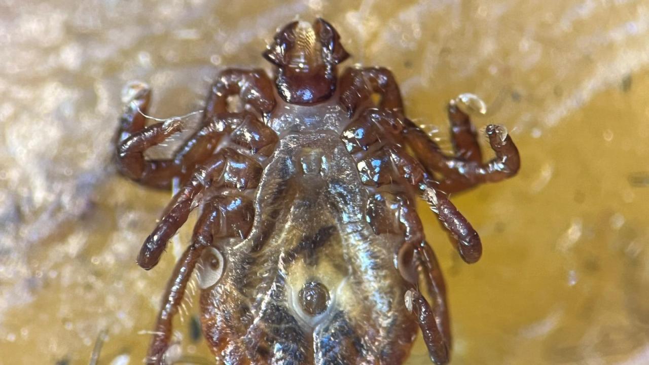 Yeni kene türü alarmı! 30'dan fazla hastalık etkeni taşıyor..