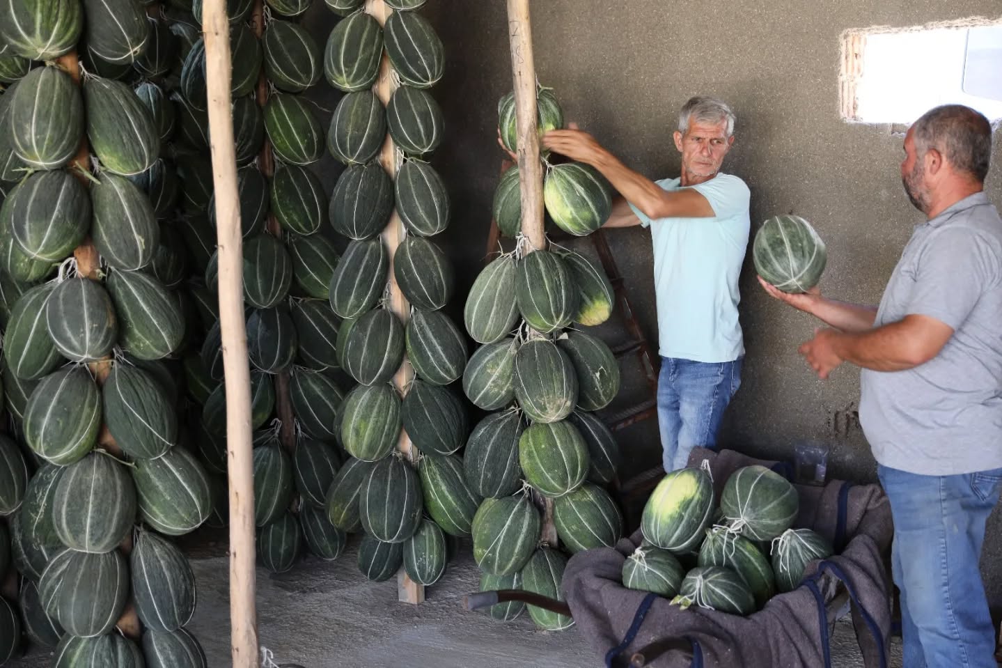 Manisa'da hasat edilen kavunların depolama işlemi gerçekleşti