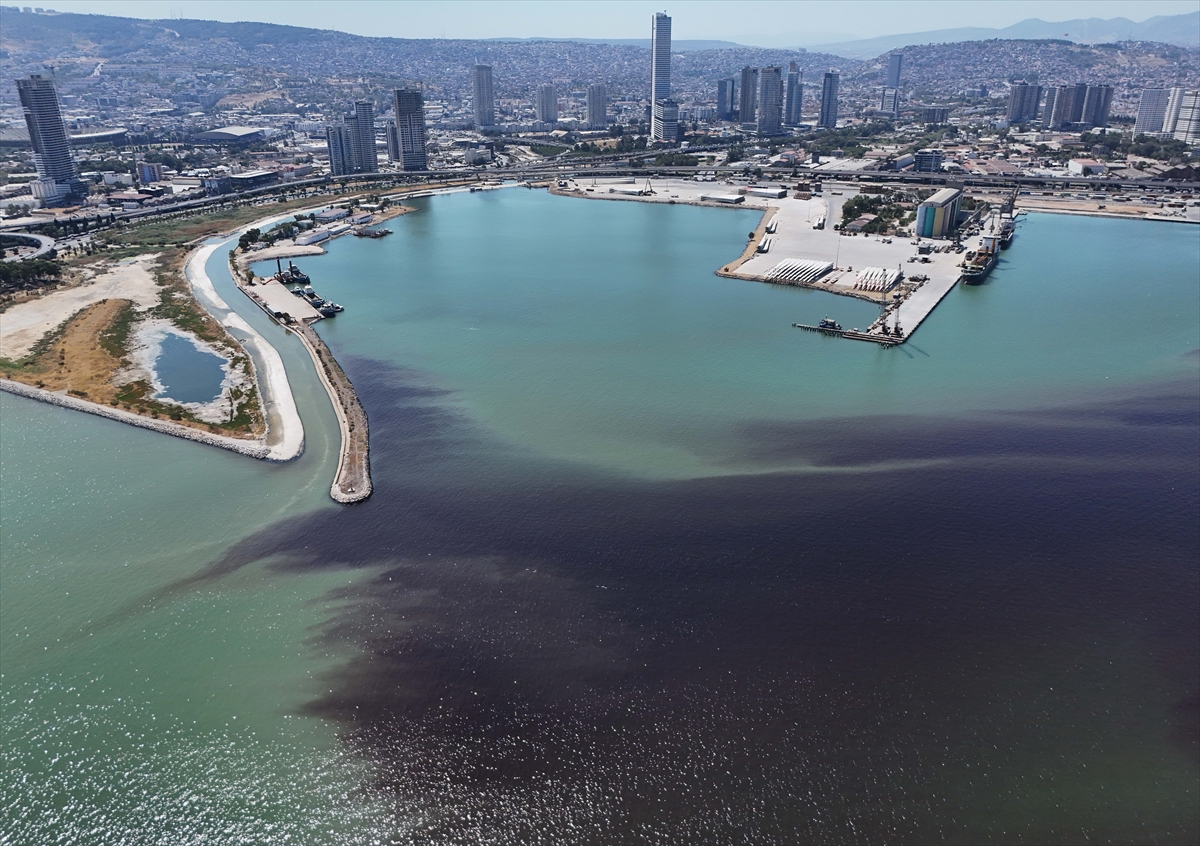 İzmir Körfezi'nde balık ölümleri yeniden başladı