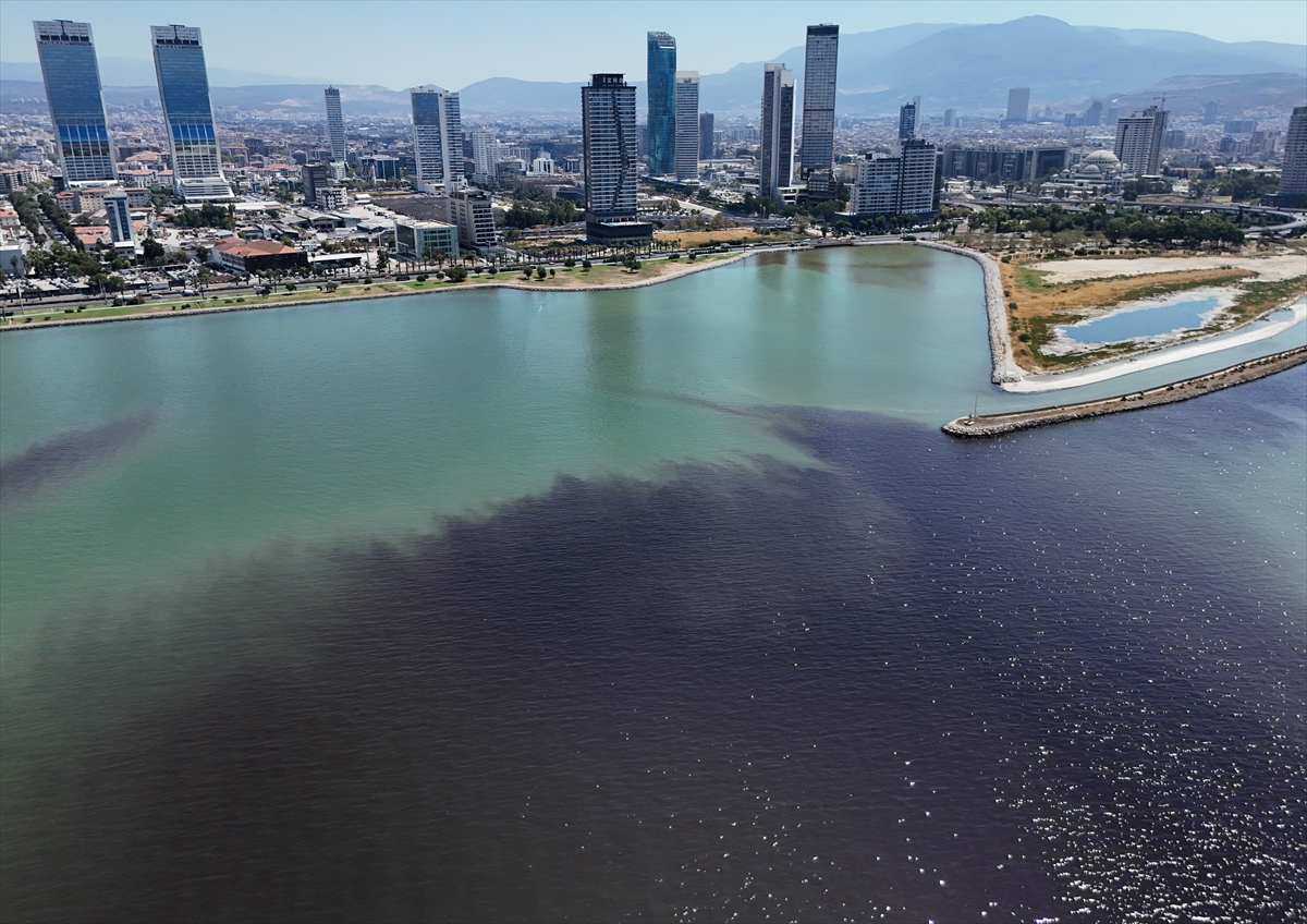 İzmir Körfezi'nde balık ölümleri yeniden başladı