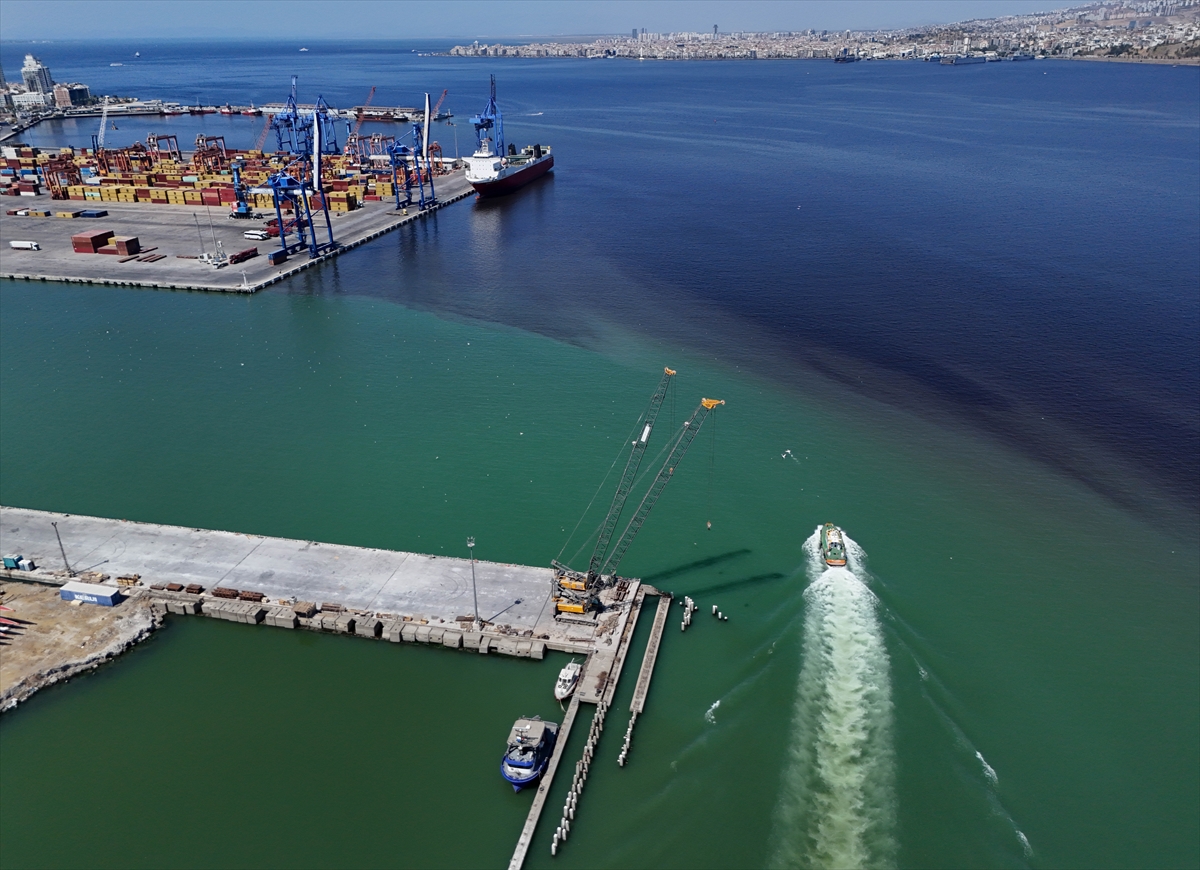 İzmir Körfezi'nde balık ölümleri yeniden başladı