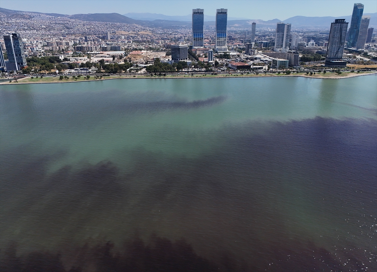 İzmir Körfezi'nde balık ölümleri yeniden başladı
