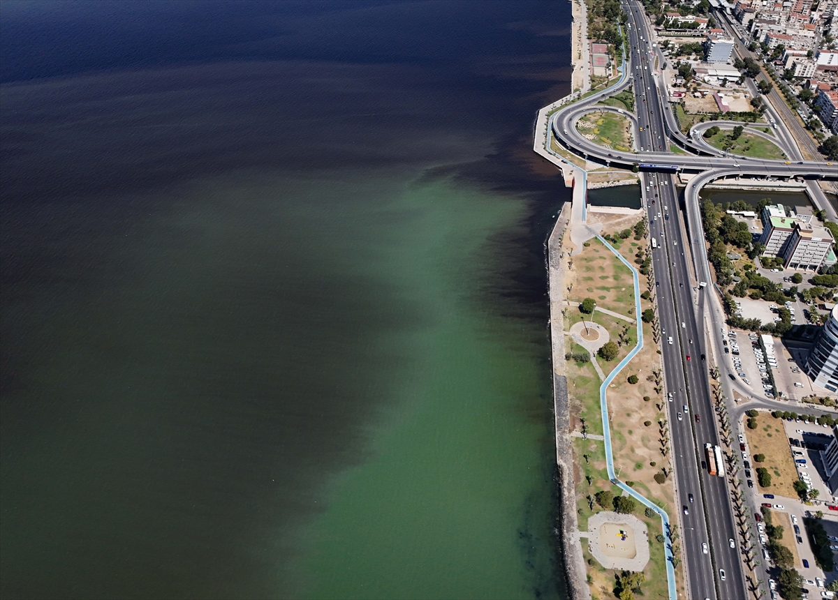 İzmir Körfezi'nde balık ölümleri yeniden başladı