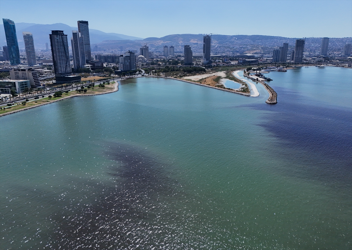 İzmir Körfezi'nde balık ölümleri yeniden başladı