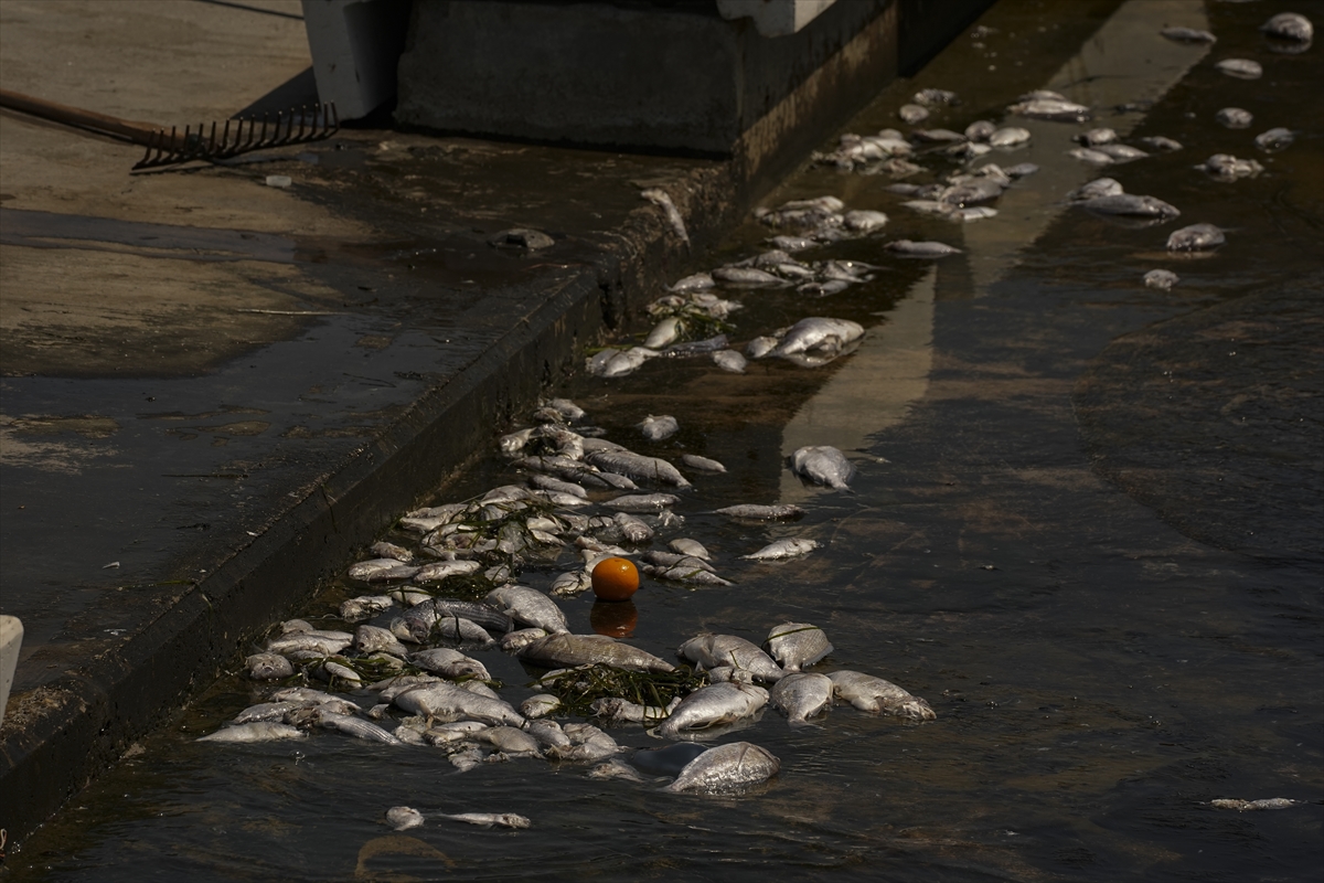 İzmir Körfezi'nde çok sayıda ölü balık kıyıya vurdu