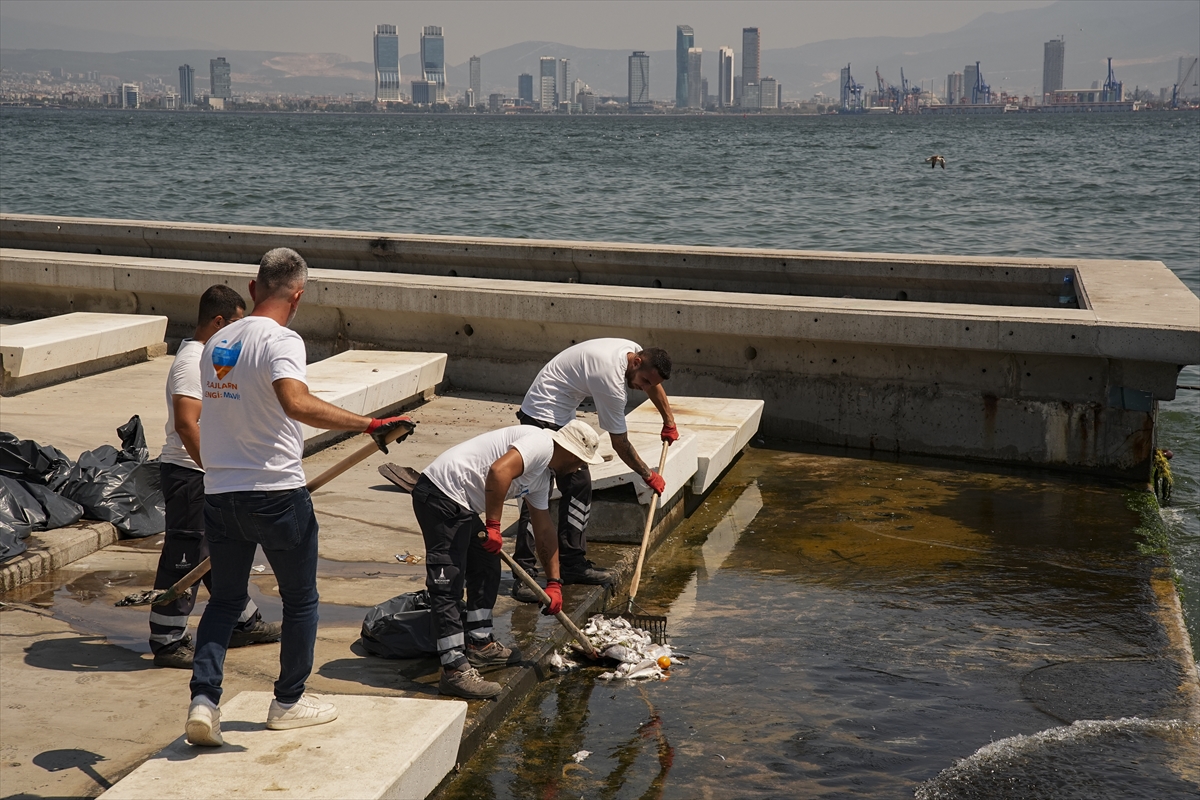 İzmir Körfezi'nde çok sayıda ölü balık kıyıya vurdu