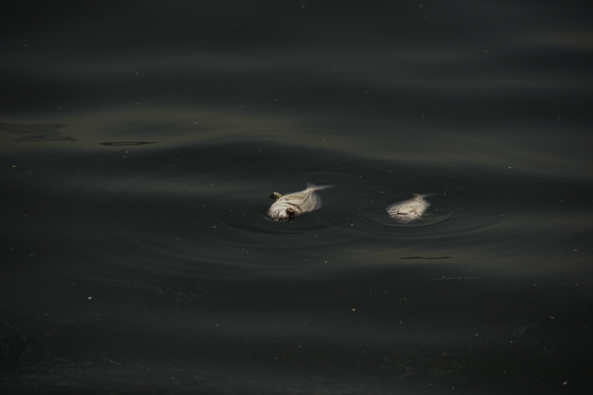 İzmir Körfezi'nde çok sayıda ölü balık kıyıya vurdu