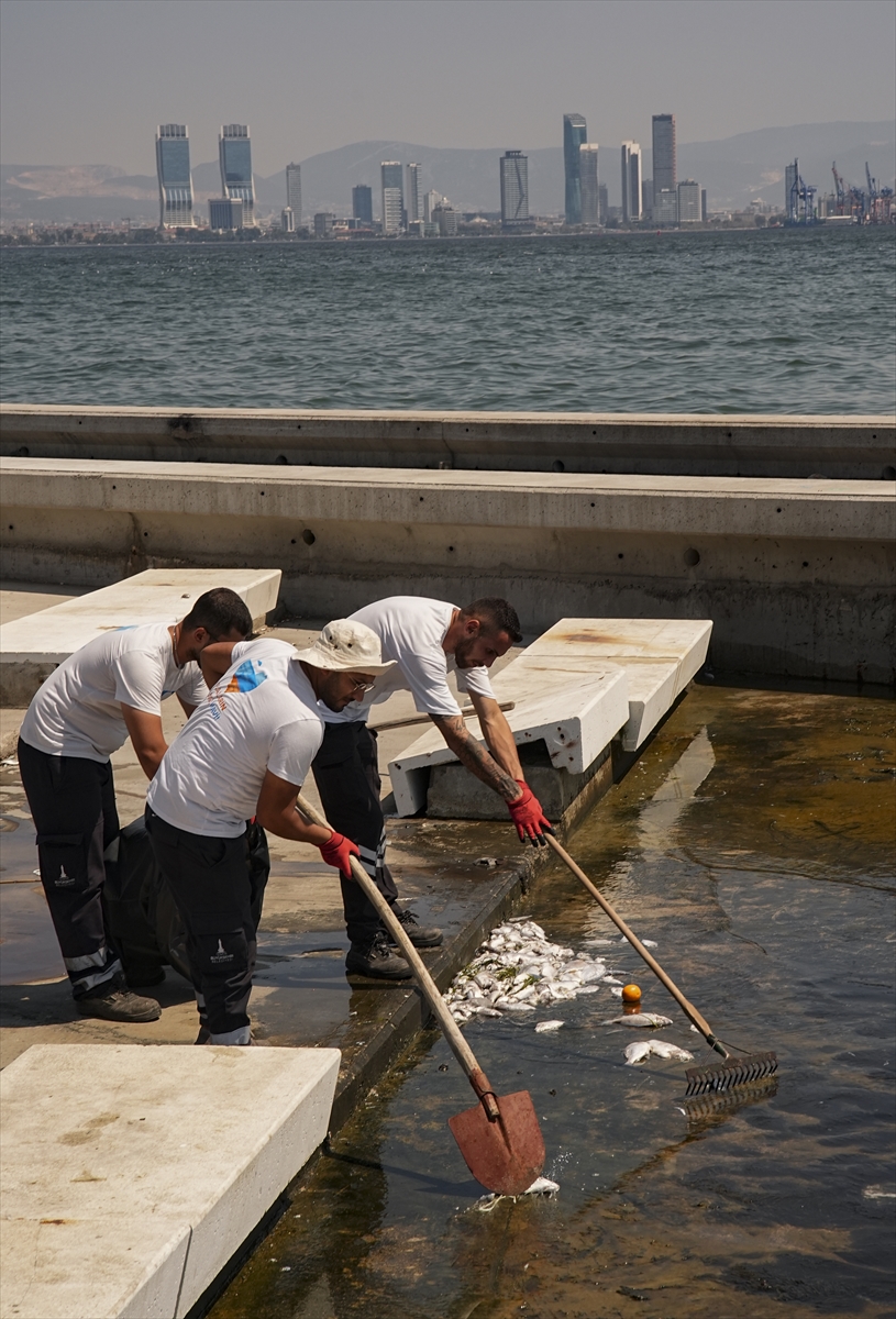 İzmir Körfezi'nde çok sayıda ölü balık kıyıya vurdu