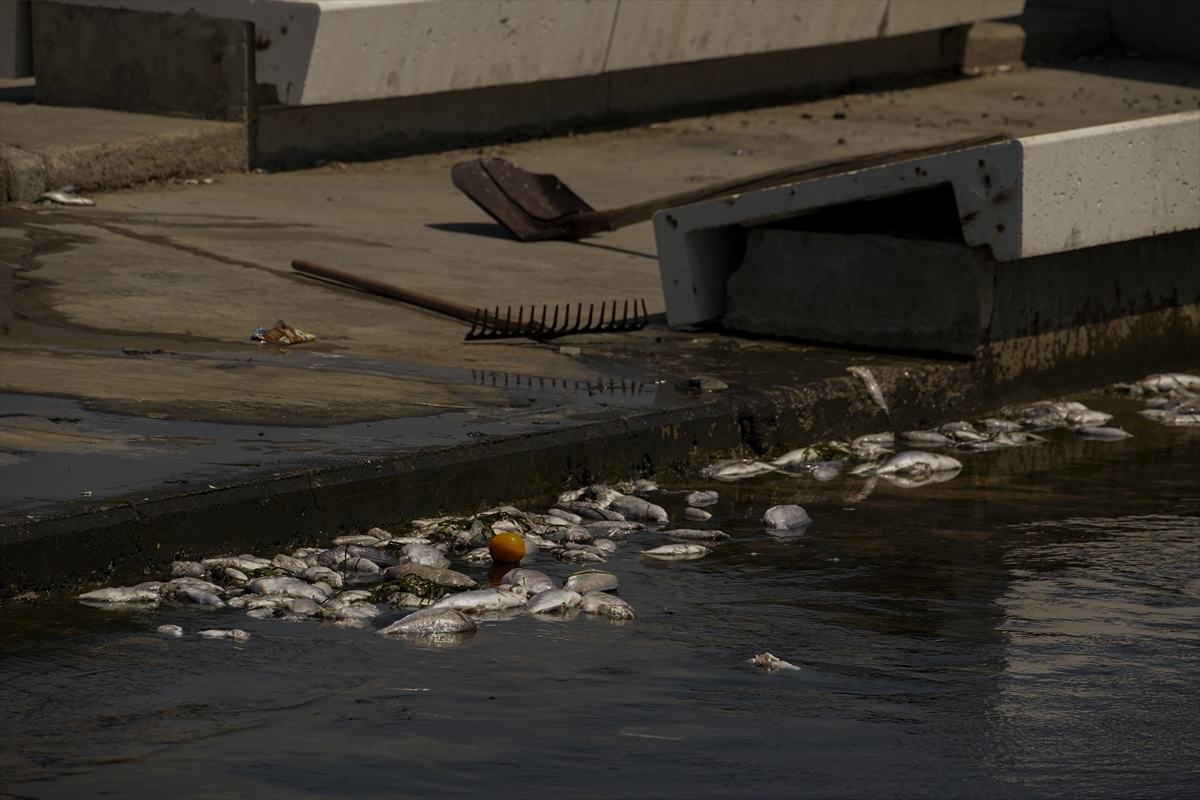 İzmir Körfezi'nde çok sayıda ölü balık kıyıya vurdu