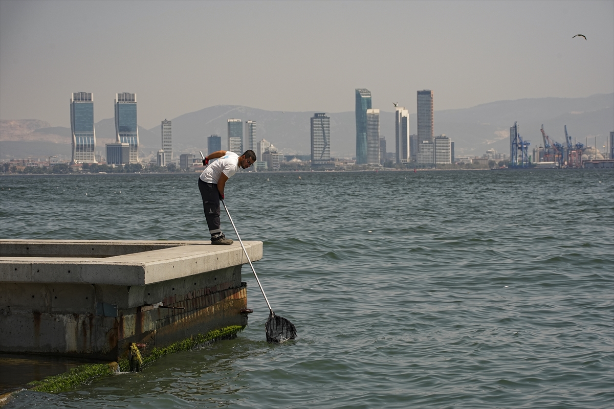 İzmir Körfezi'nde çok sayıda ölü balık kıyıya vurdu