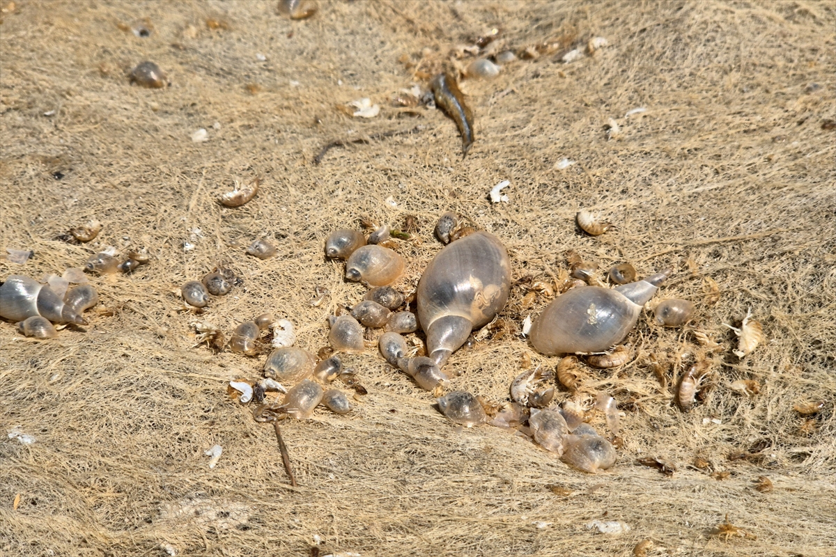 Susuzluk kapıda, Gediz kuruyor!