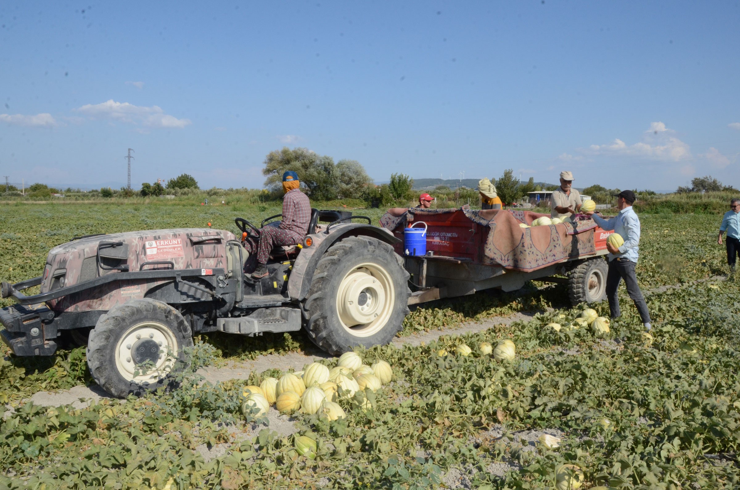 Kırkağaç kavunu hasadı başladı: Bu yıl 30 bin ton öngörülüyor