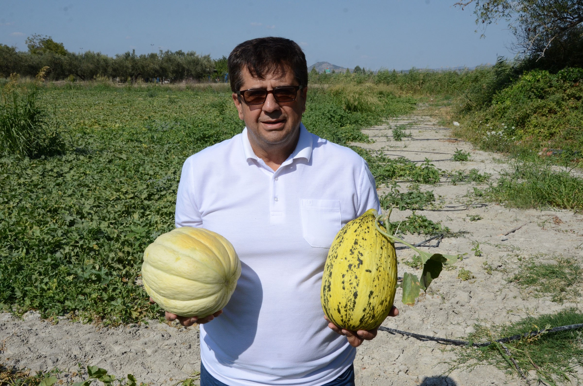 Kırkağaç kavunu hasadı başladı: Bu yıl 30 bin ton öngörülüyor