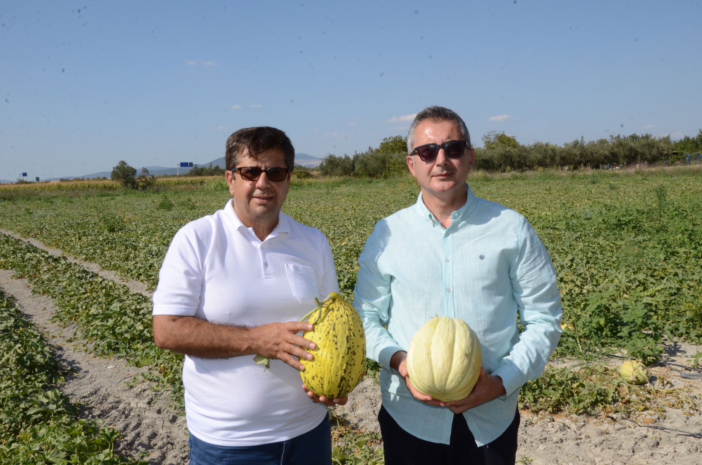 Kırkağaç kavunu hasadı başladı: Bu yıl 30 bin ton öngörülüyor