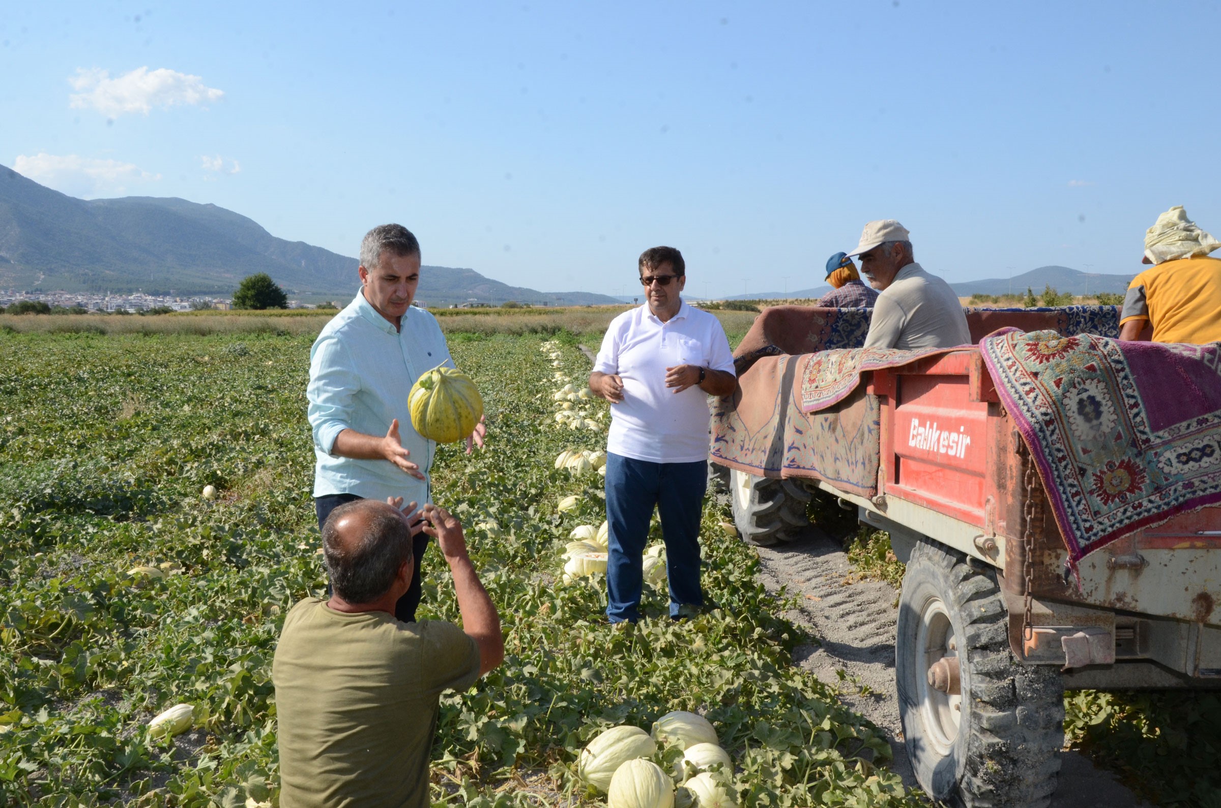 Kırkağaç kavunu hasadı başladı: Bu yıl 30 bin ton öngörülüyor