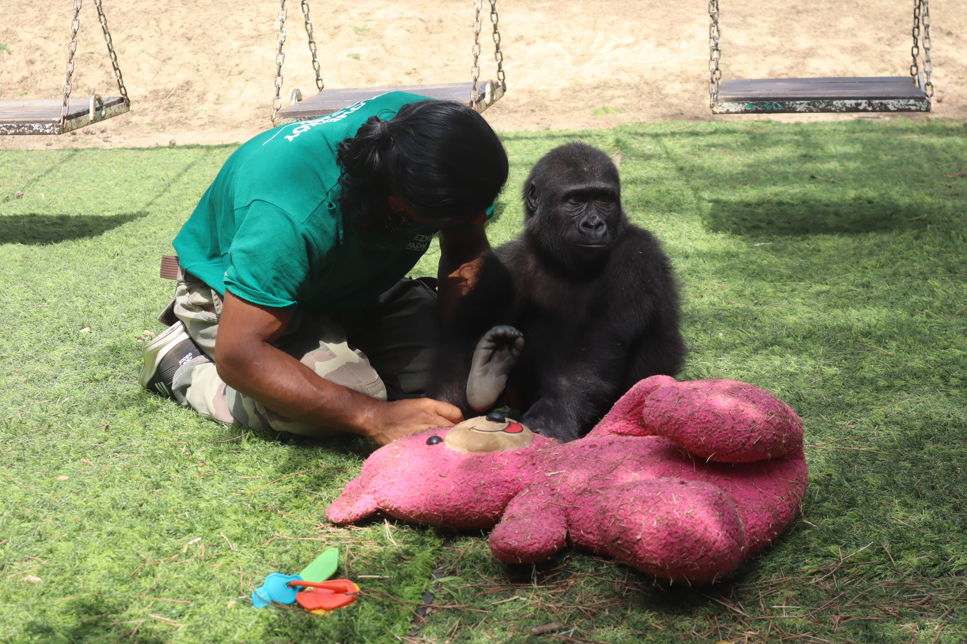 Goril Zeytin, ülkesine dönmek için gün sayıyor