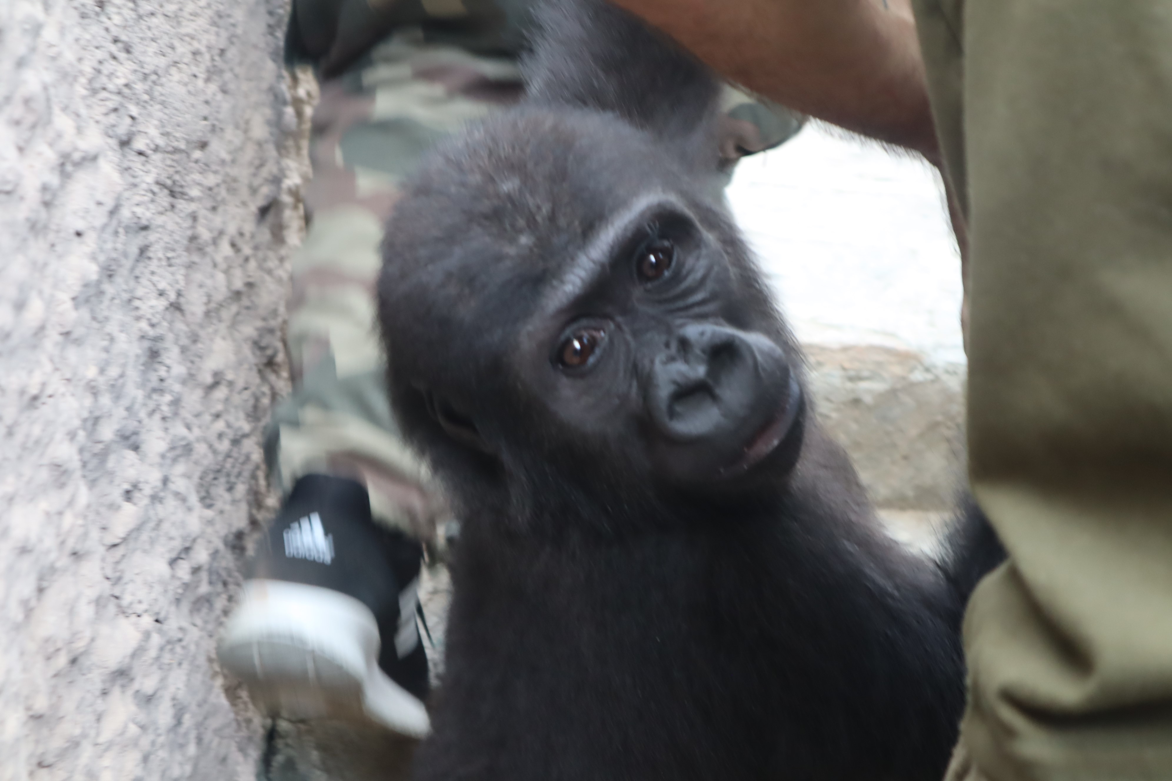 Goril Zeytin, ülkesine dönmek için gün sayıyor