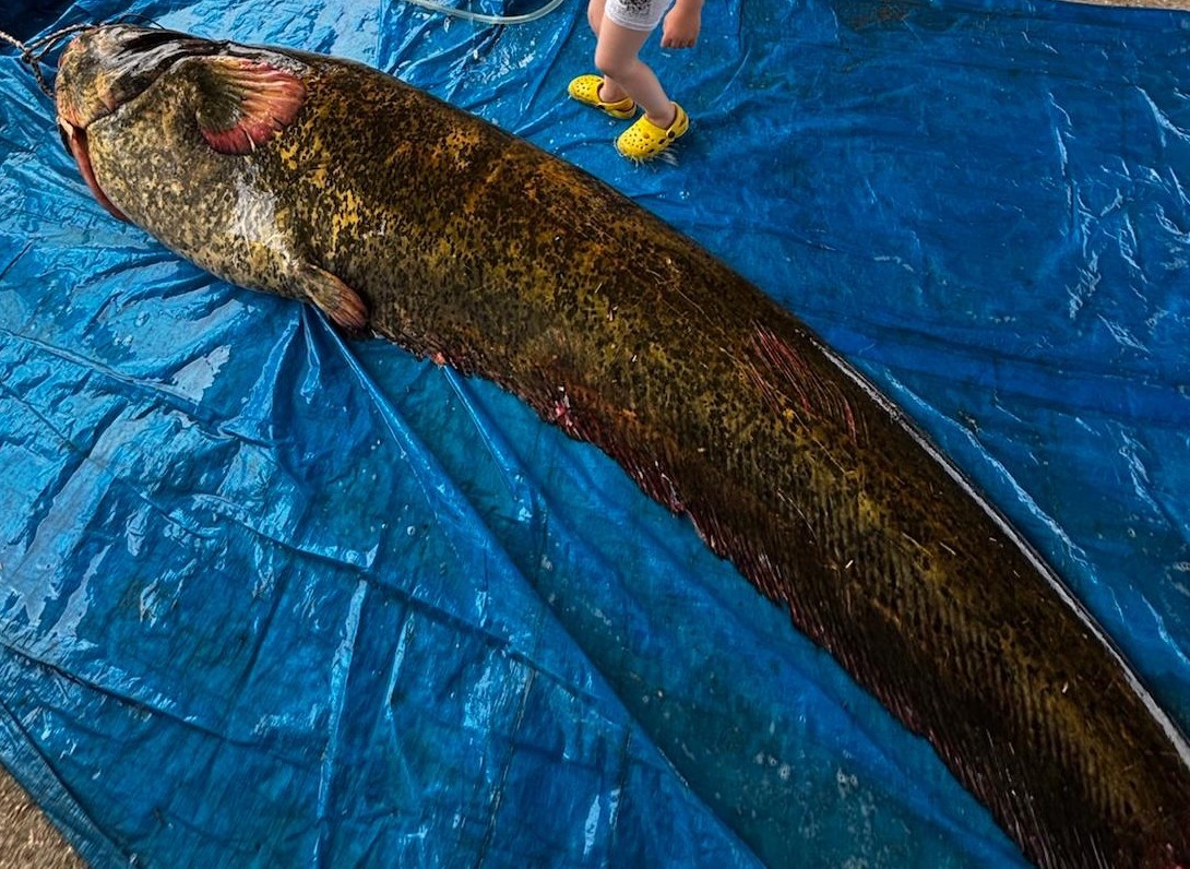 Kütük sandılar, dev yayın çıktı: 2 metre 15 santim, 114 kilo!