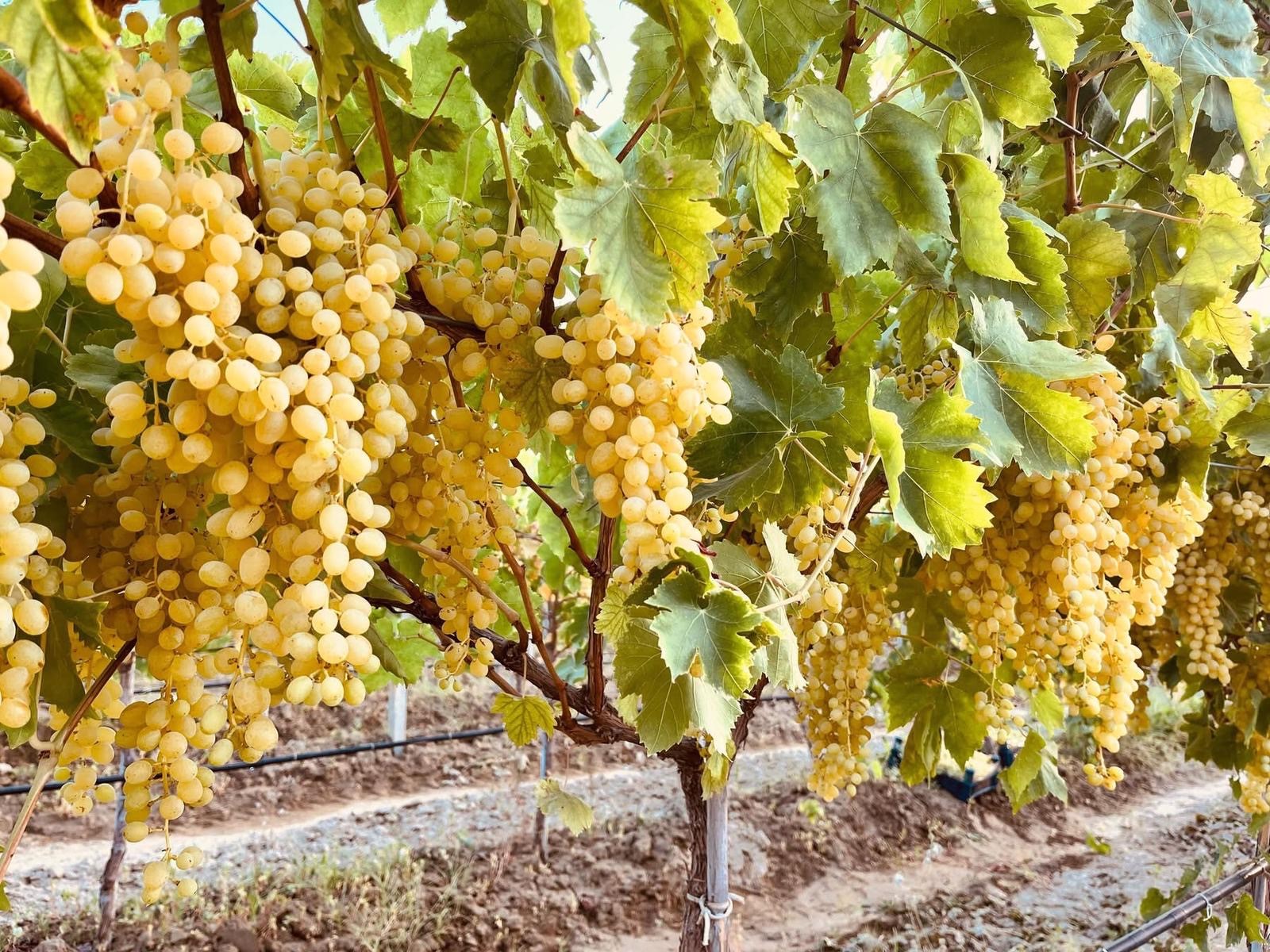 Altın sarısı üzümler sofralara yolculuğa çıktı