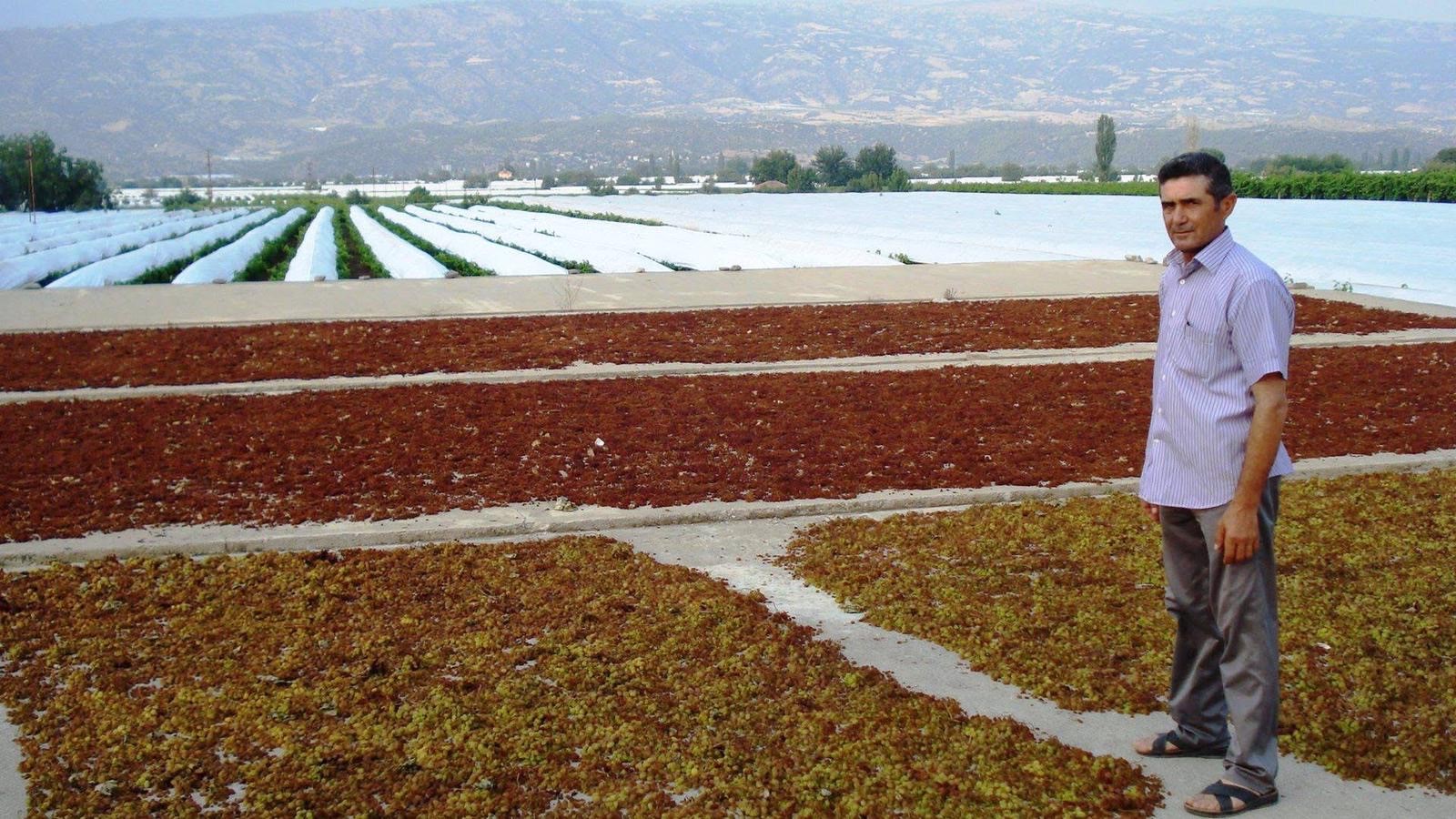 Altın sarısı üzümler sofralara yolculuğa çıktı