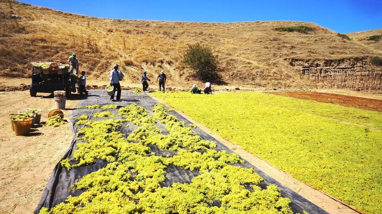 Altın sarısı üzümler sofralara yolculuğa çıktı