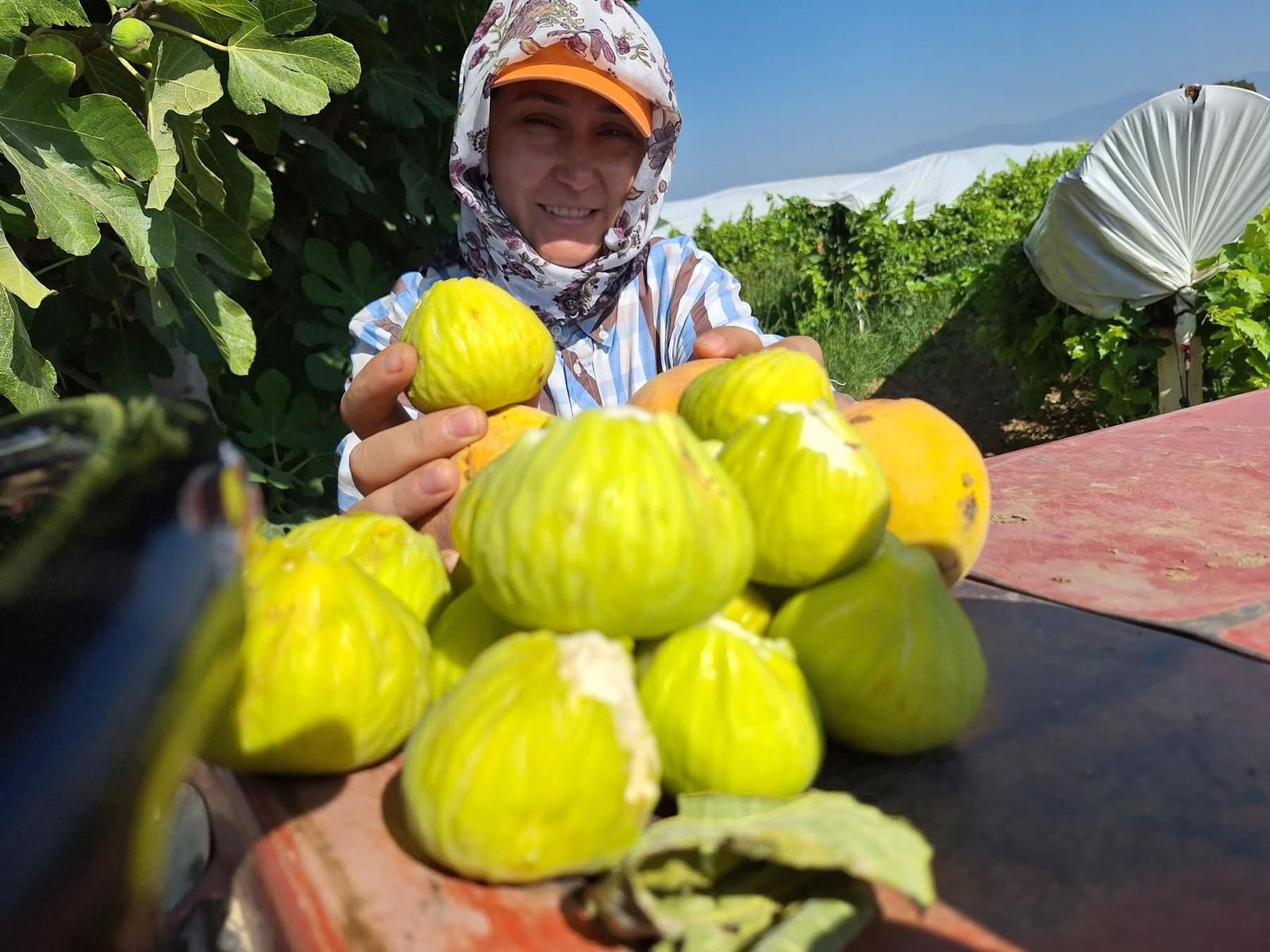 Manisa'da incir cipsi sofraların yeni gözdesi oldu