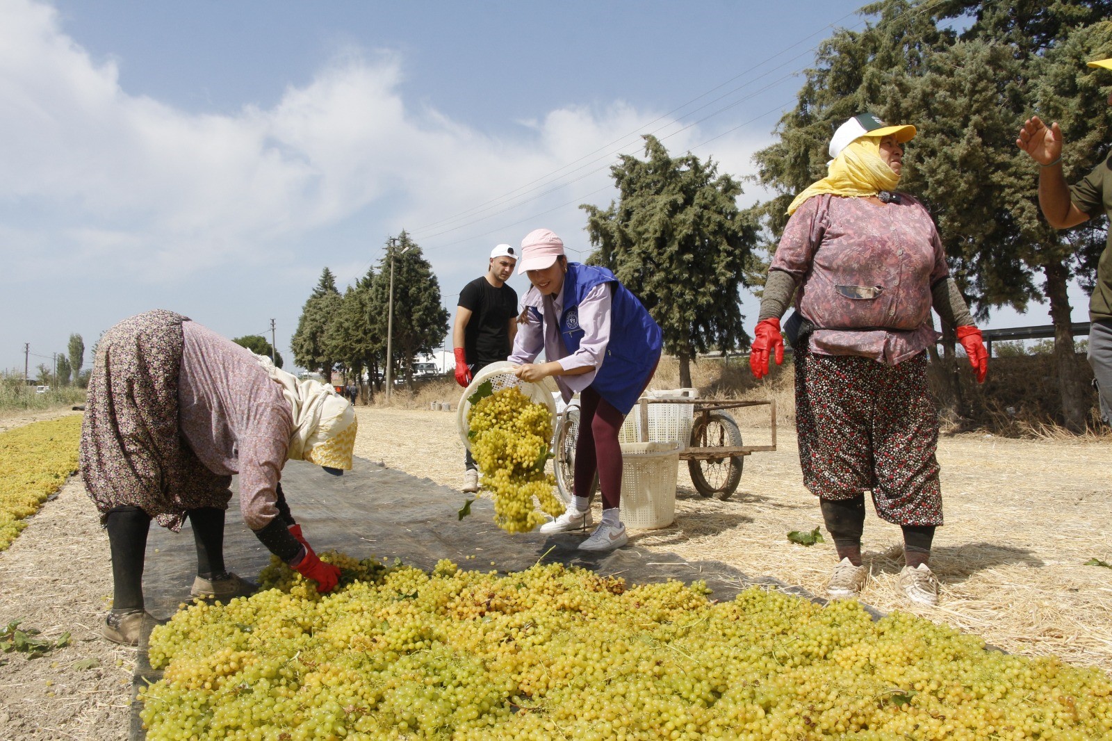 Manisa'da gönüllü gençler üretimi yerinde öğrendi