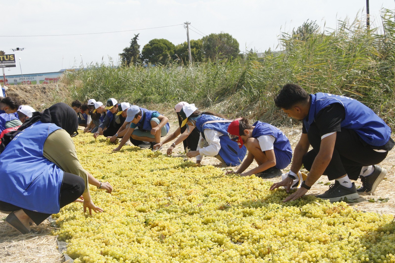 Manisa'da gönüllü gençler üretimi yerinde öğrendi