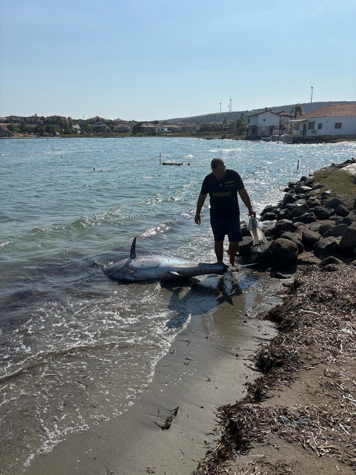 Çeşme'de şaşırtan manzara! Dev balık kıyıya vurdu