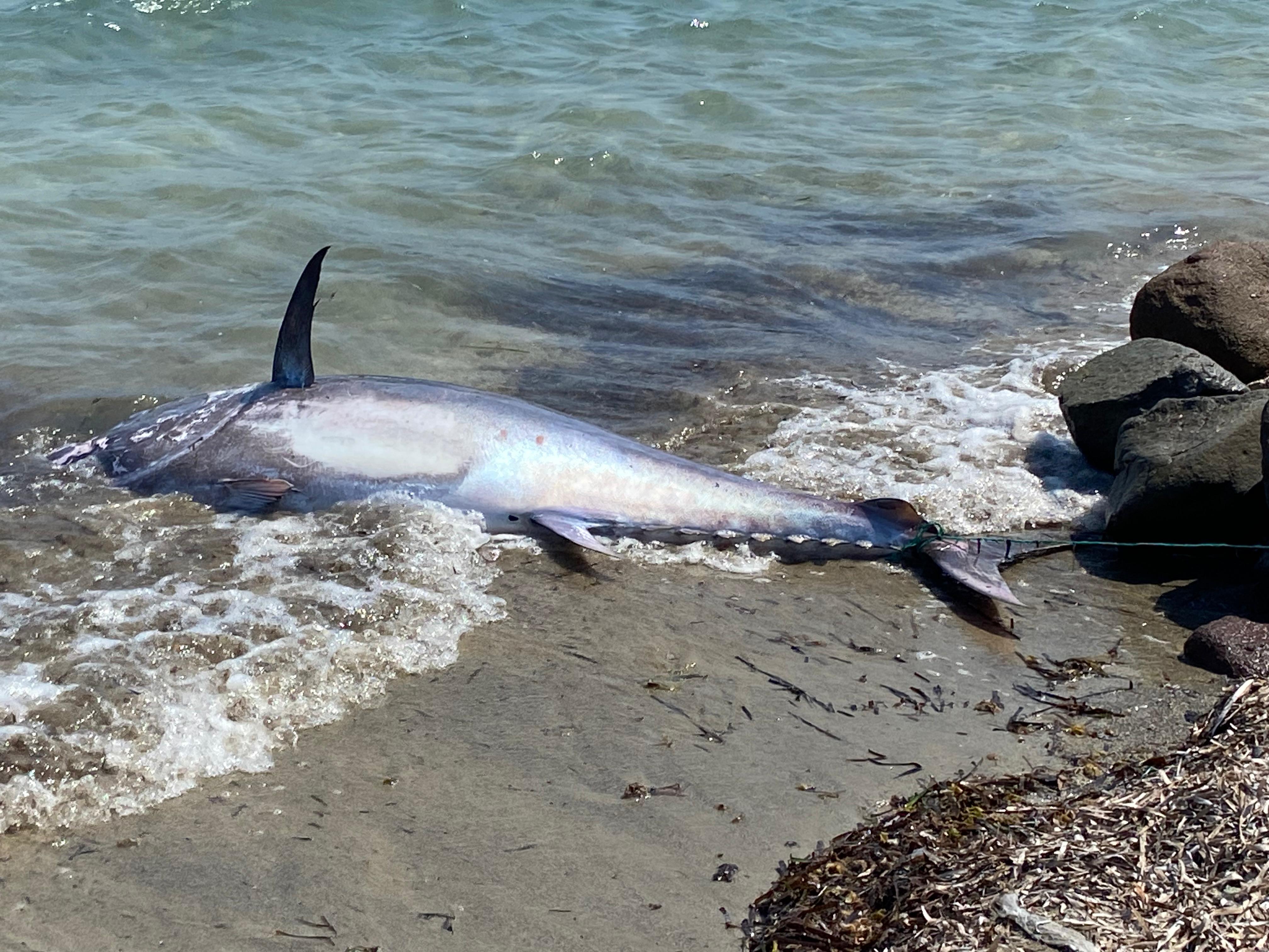 Çeşme'de şaşırtan manzara! Dev balık kıyıya vurdu