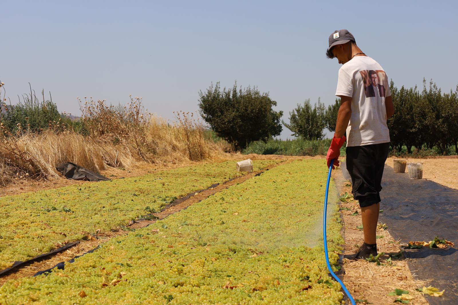 Turgutlu Bağlarında "Sarı Altın" Hasadı Başladı