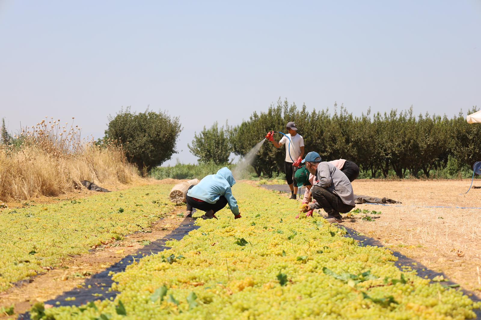 Turgutlu Bağlarında "Sarı Altın" Hasadı Başladı