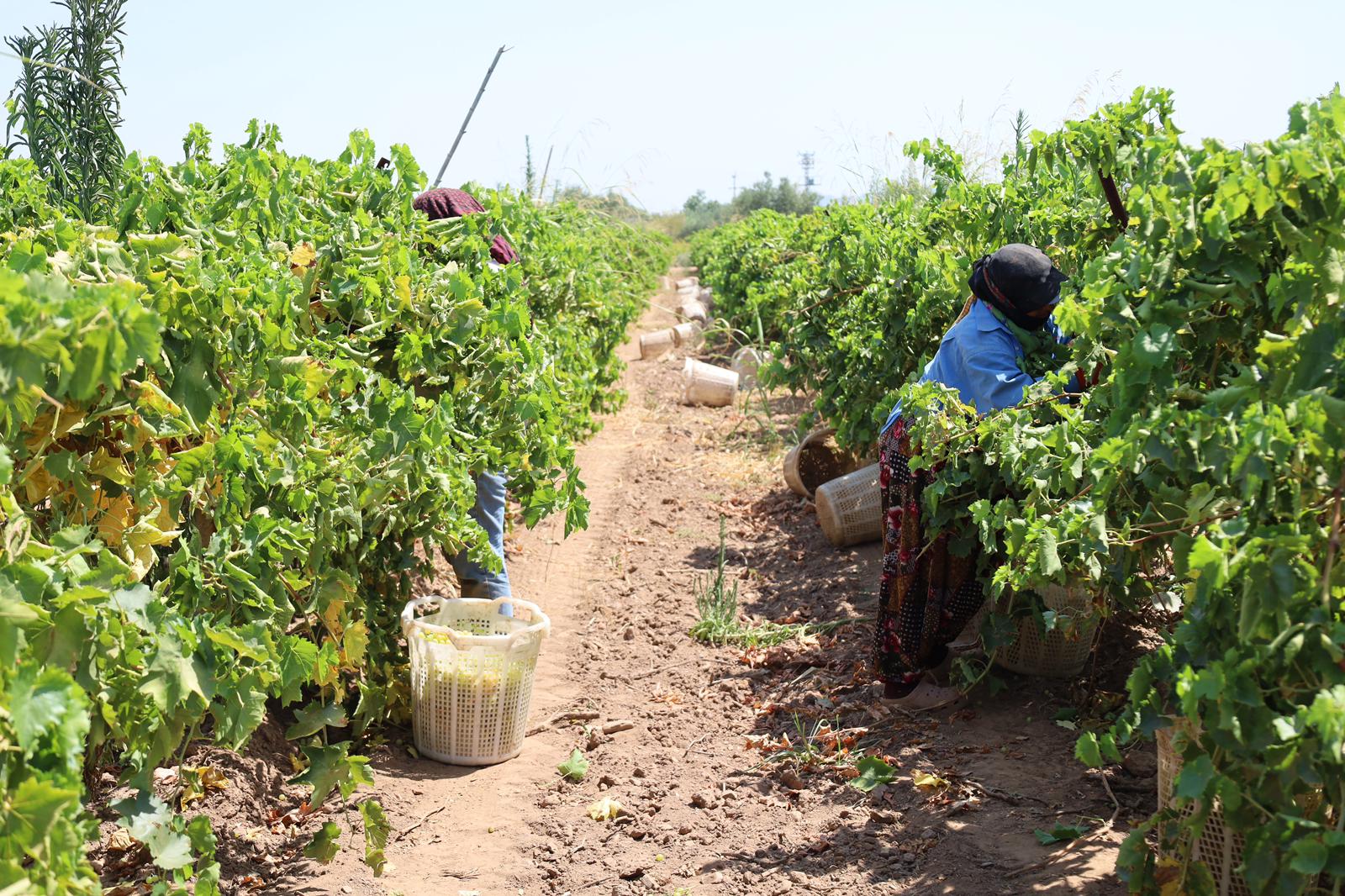 Turgutlu Bağlarında "Sarı Altın" Hasadı Başladı