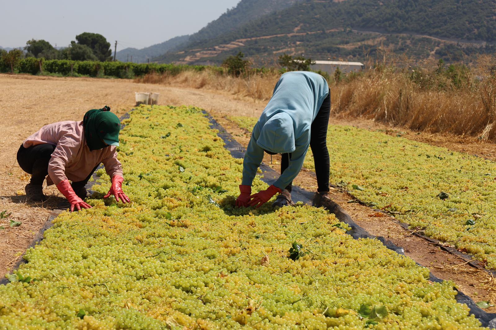 Turgutlu Bağlarında "Sarı Altın" Hasadı Başladı