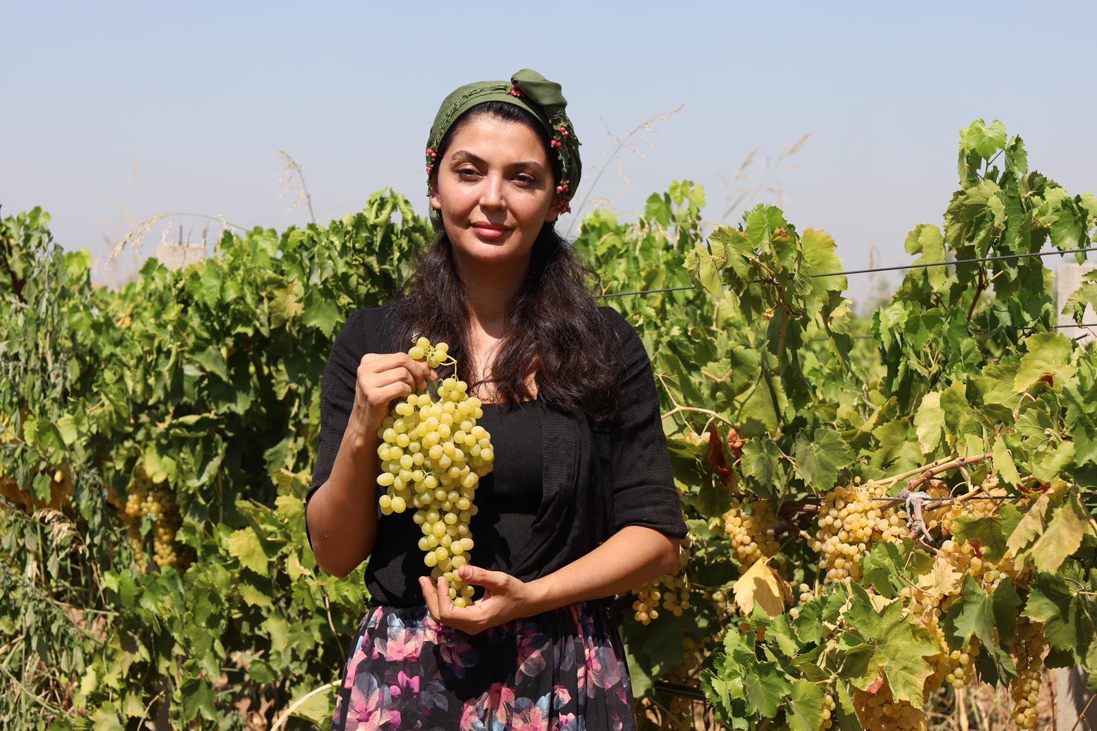 Turgutlu Bağlarında "Sarı Altın" Hasadı Başladı