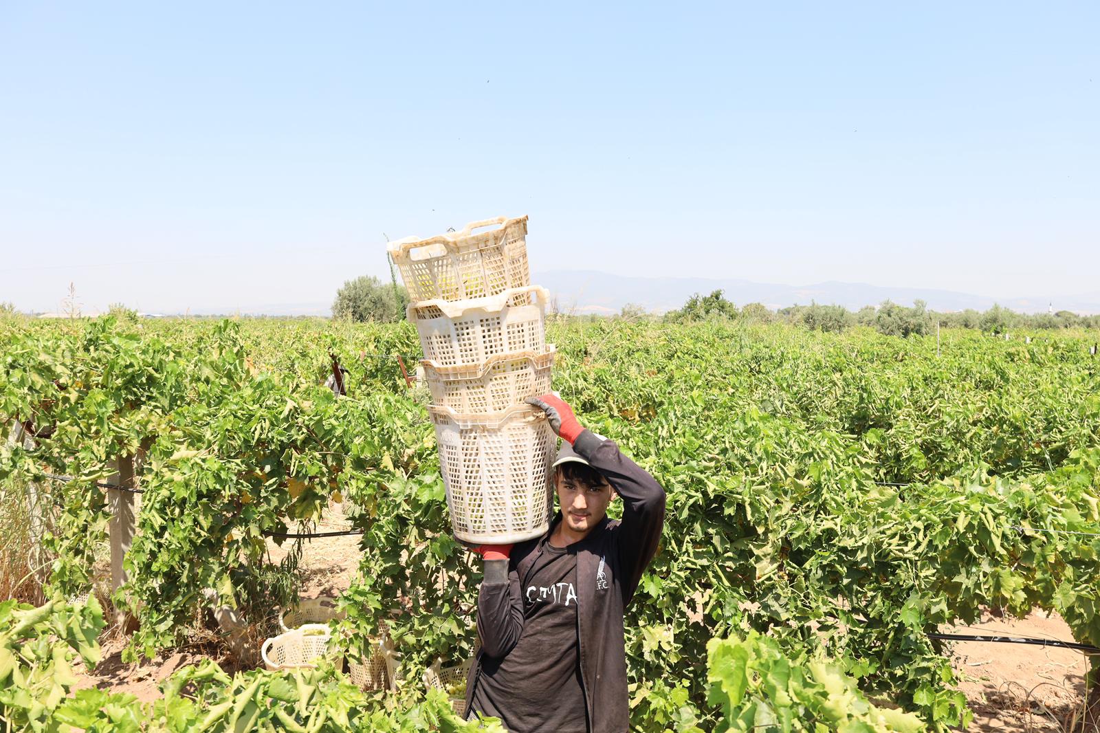 Turgutlu Bağlarında "Sarı Altın" Hasadı Başladı