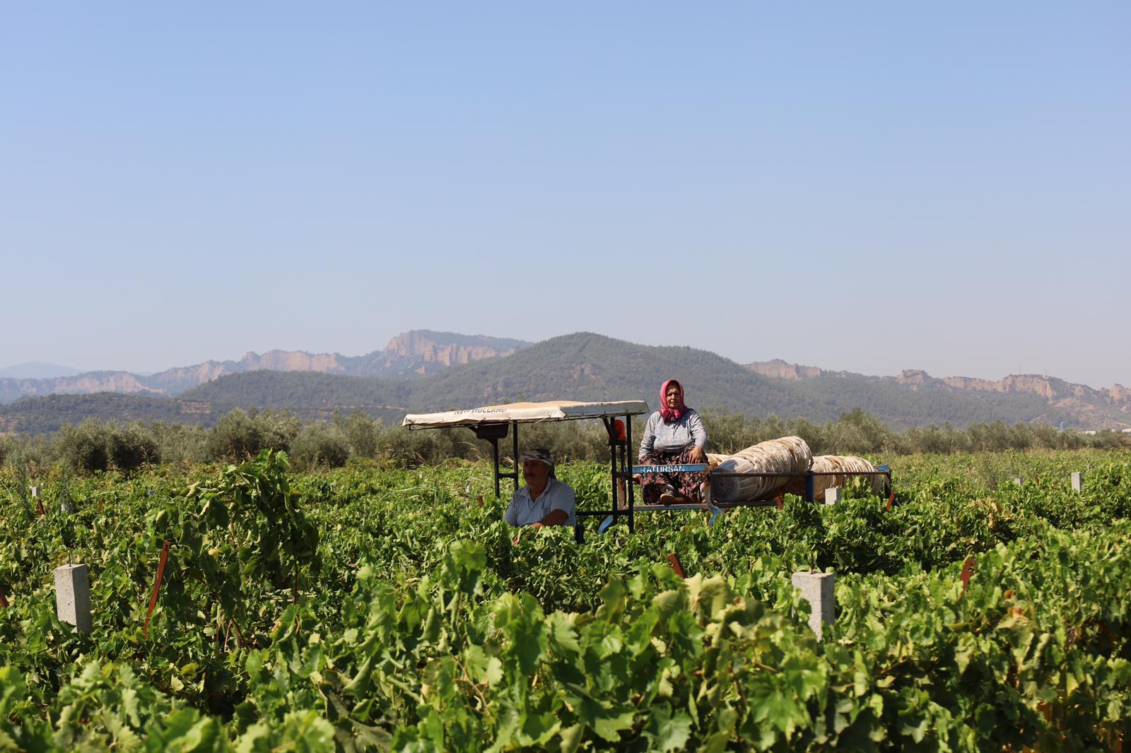 Turgutlu Bağlarında "Sarı Altın" Hasadı Başladı