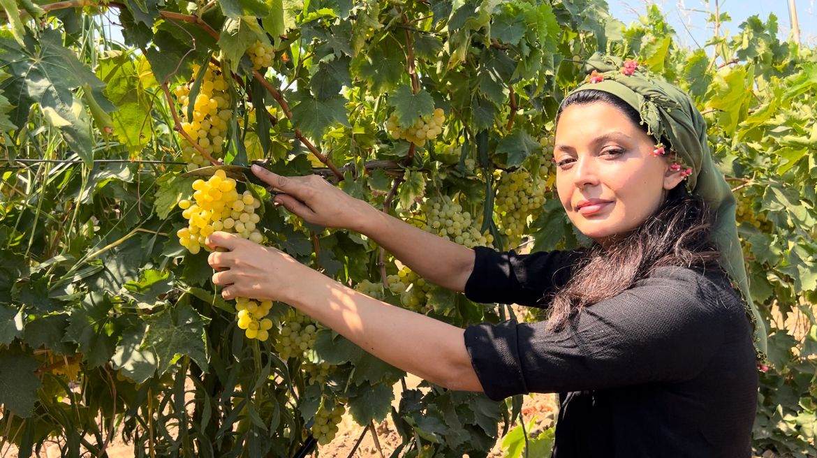 Turgutlu Bağlarında "Sarı Altın" Hasadı Başladı