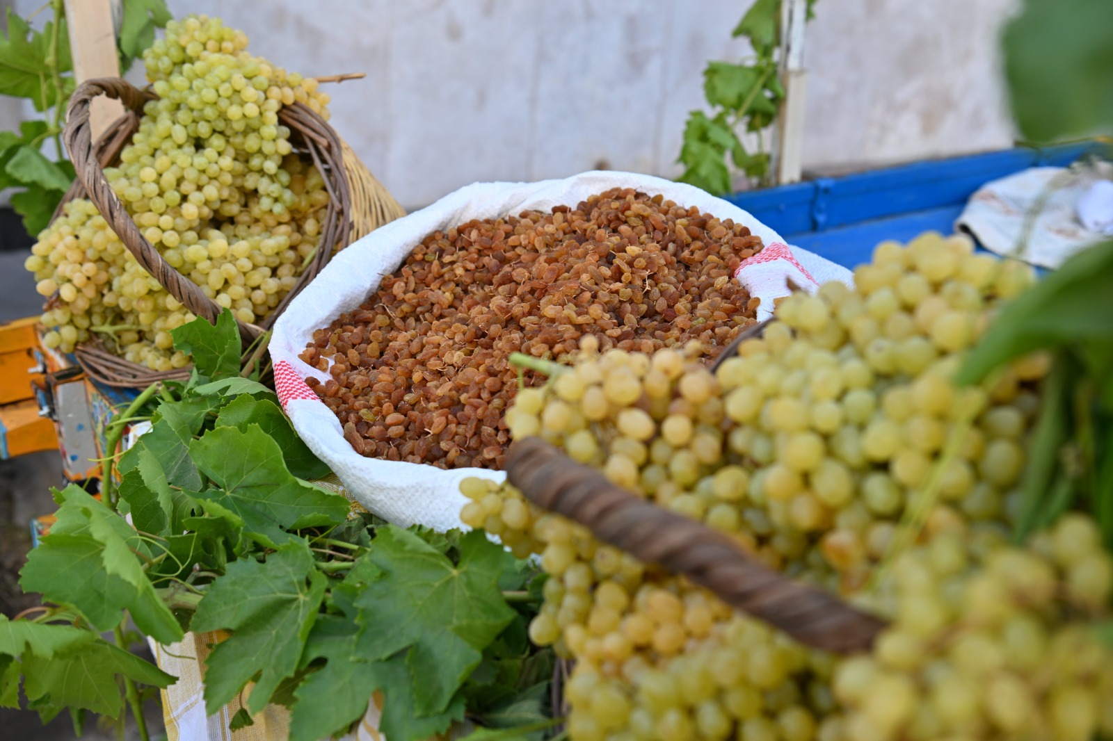 Sezonun ilk kuru üzümü rekor fiyata alındı