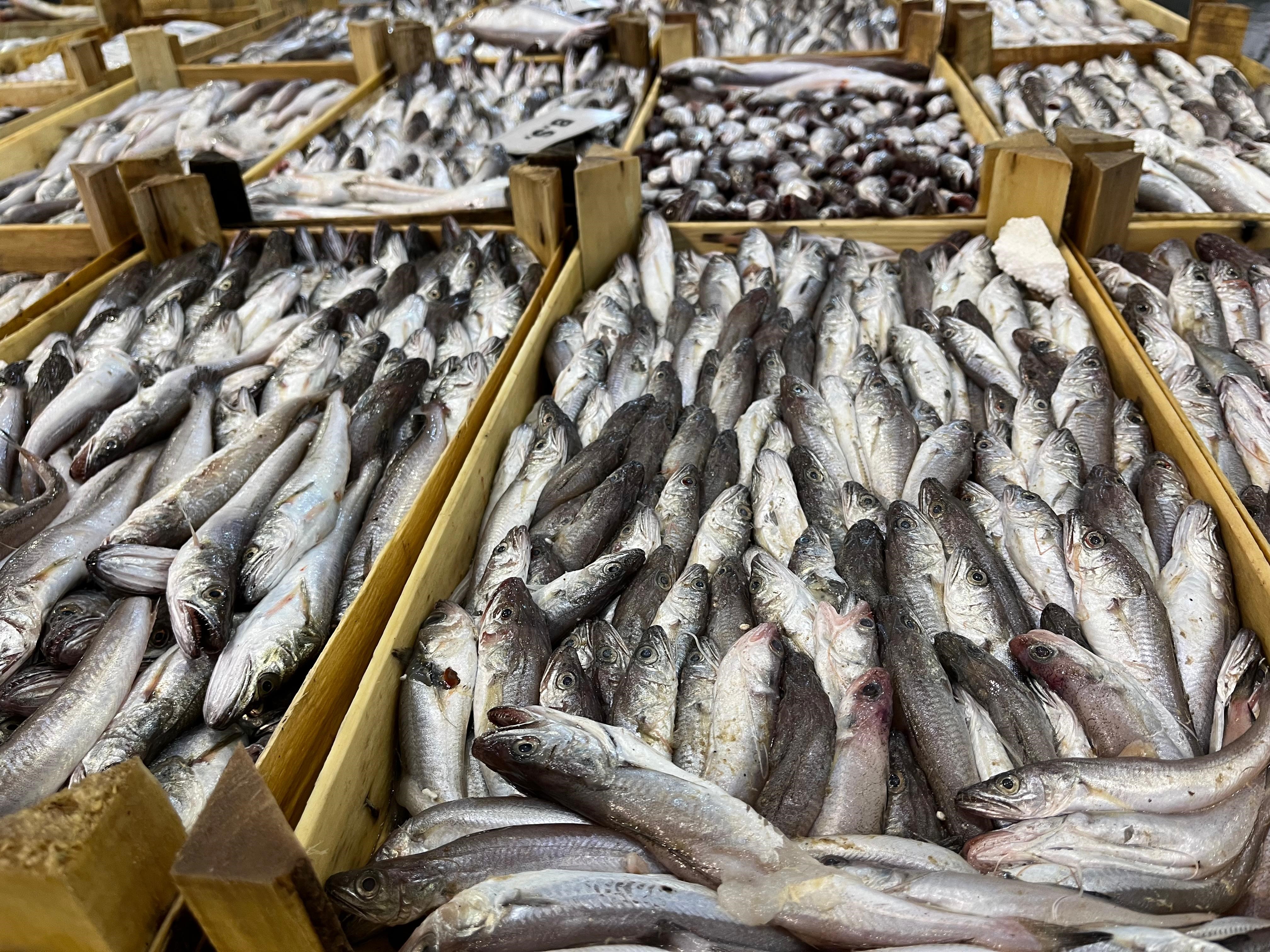 Av sezonu açıldı! İzmir'de tezgahlar balıkla doldu