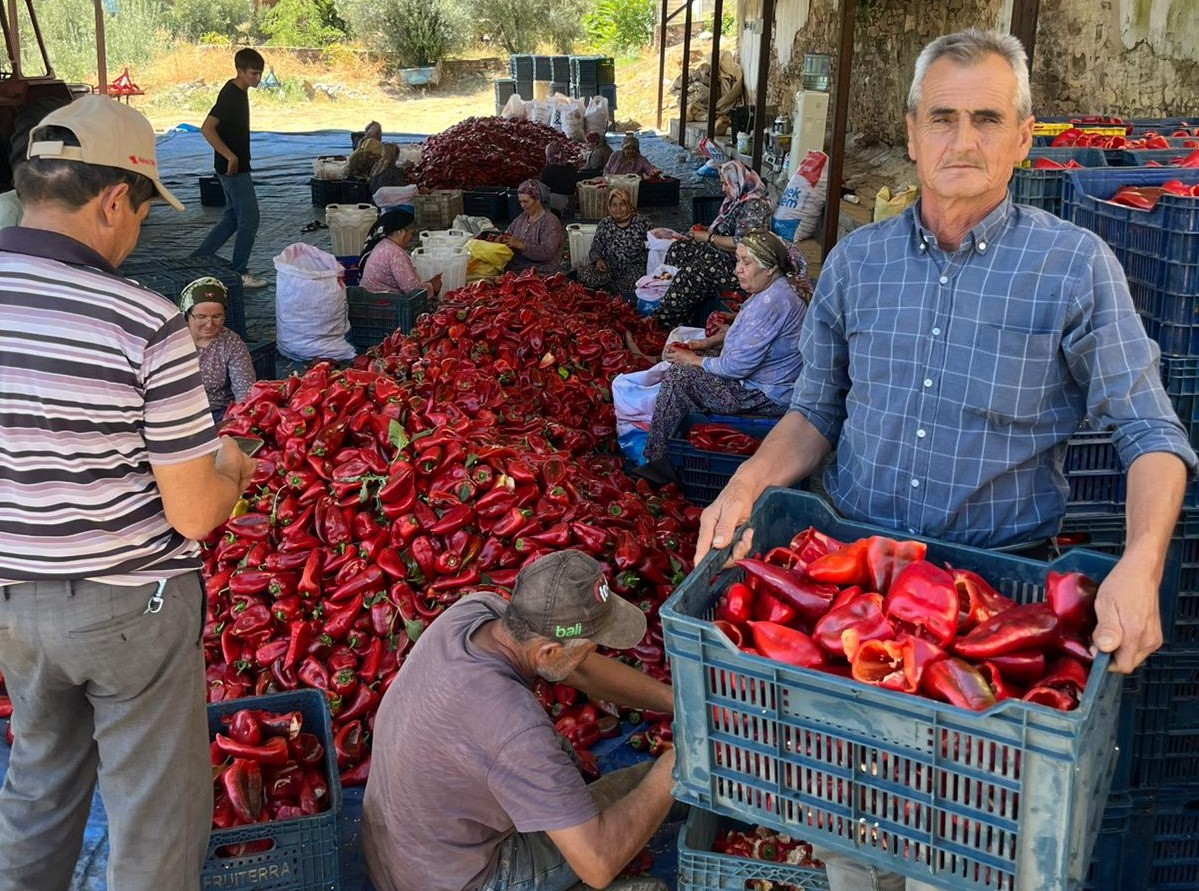 Salihli'de kırmızı inci hasadı başladı