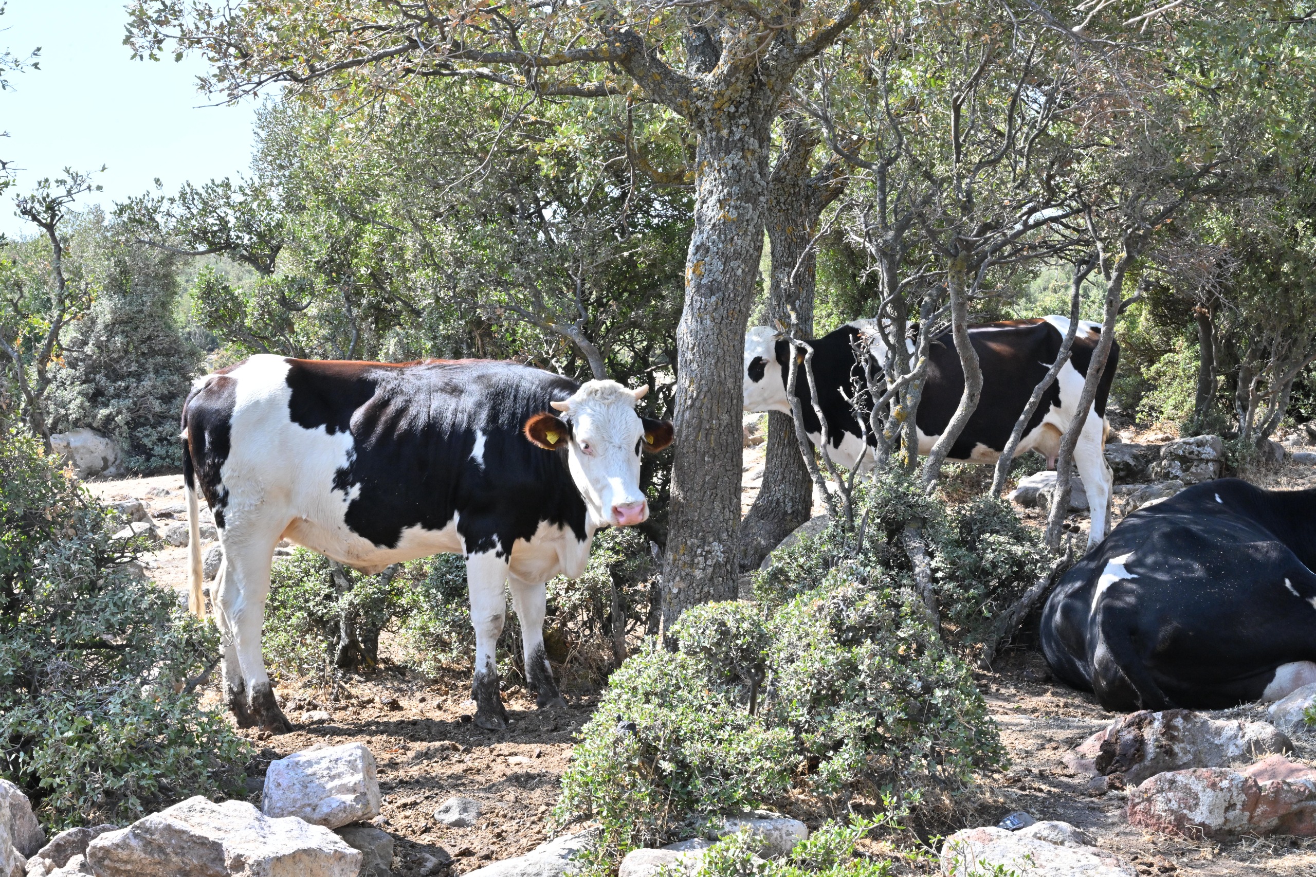 Manisa'da Hayvanlara Temiz Su, Yangınlara Güçlü Önlem