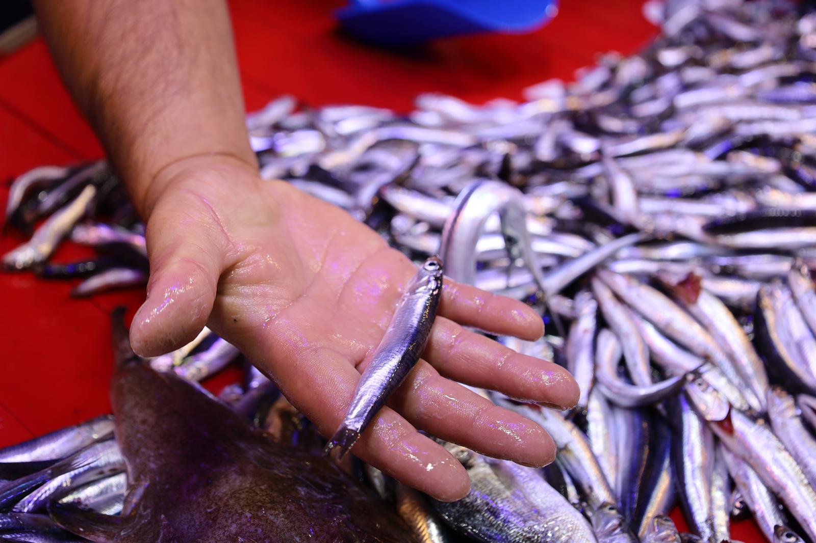 Turgutlu’da Balık Sezonu Açıldı: Tezgahlar Şenlendi