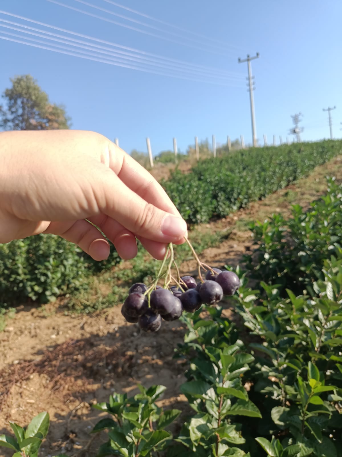 Turgutlulu çiftten Gördes'te bir ilk: Aronya bahçesi