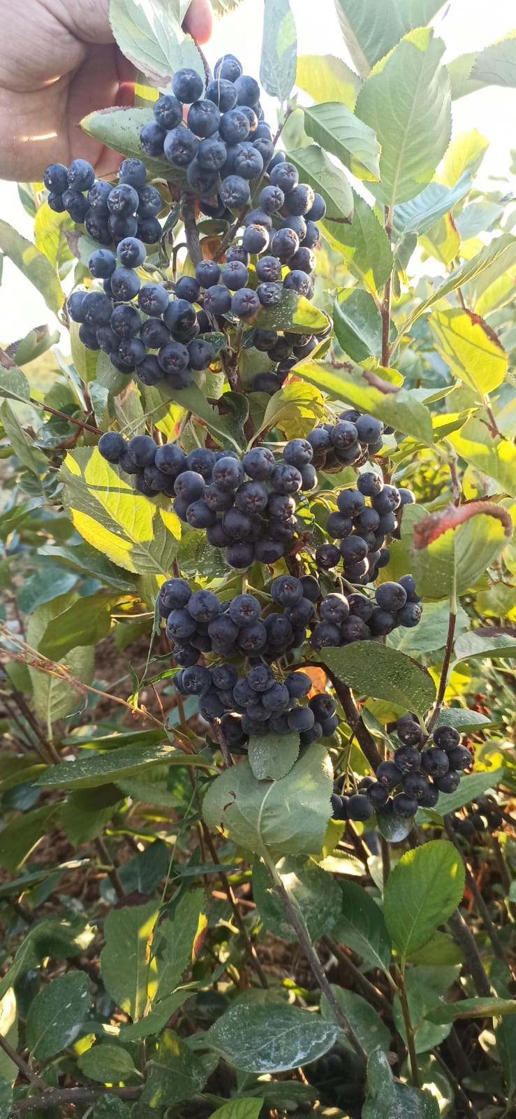 Turgutlulu çiftten Gördes'te bir ilk: Aronya bahçesi