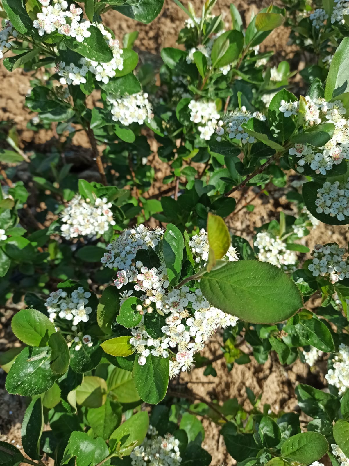 Turgutlulu çiftten Gördes'te bir ilk: Aronya bahçesi