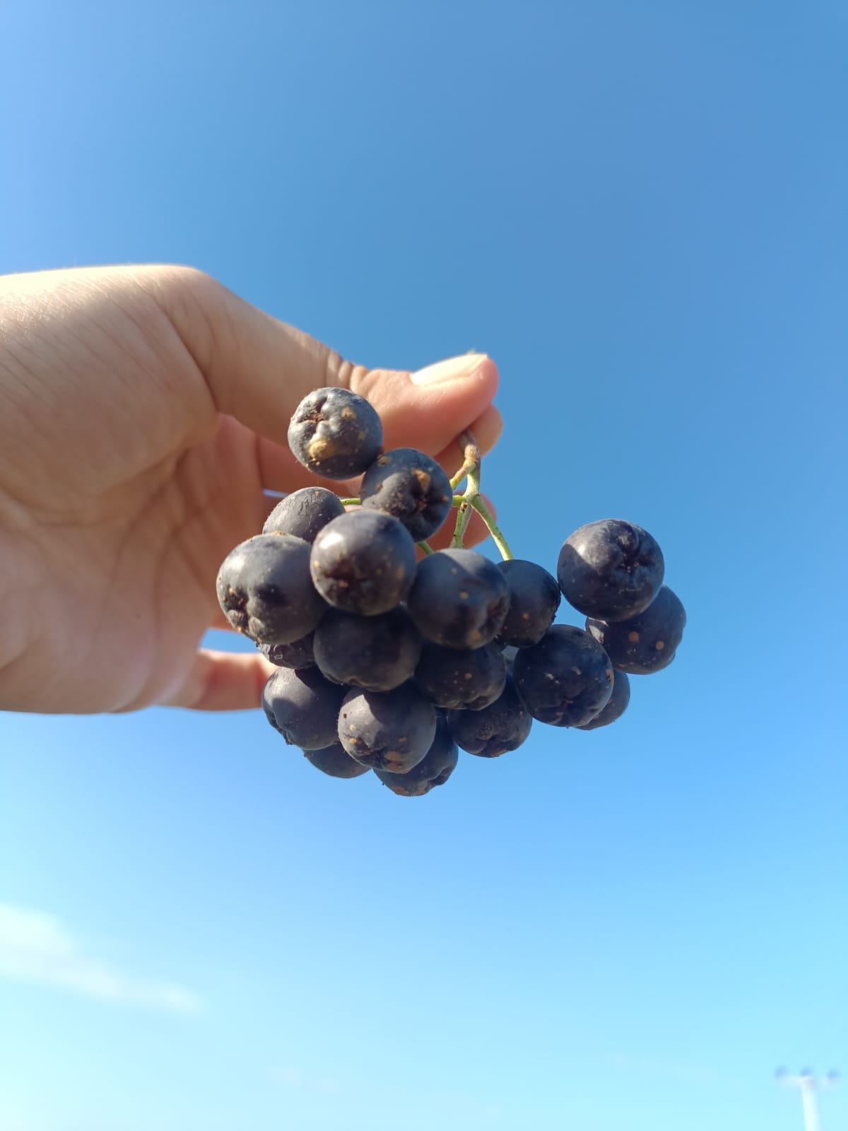 Turgutlulu çiftten Gördes'te bir ilk: Aronya bahçesi